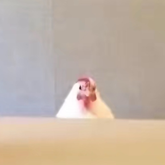 lilkneecaps